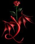 pic for red rose